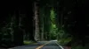 Forest Road Wallpaper