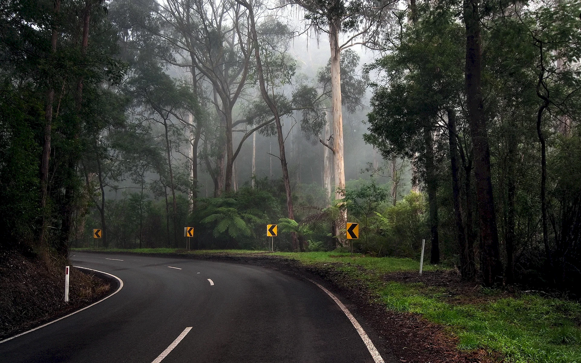 Forest Road Wallpaper