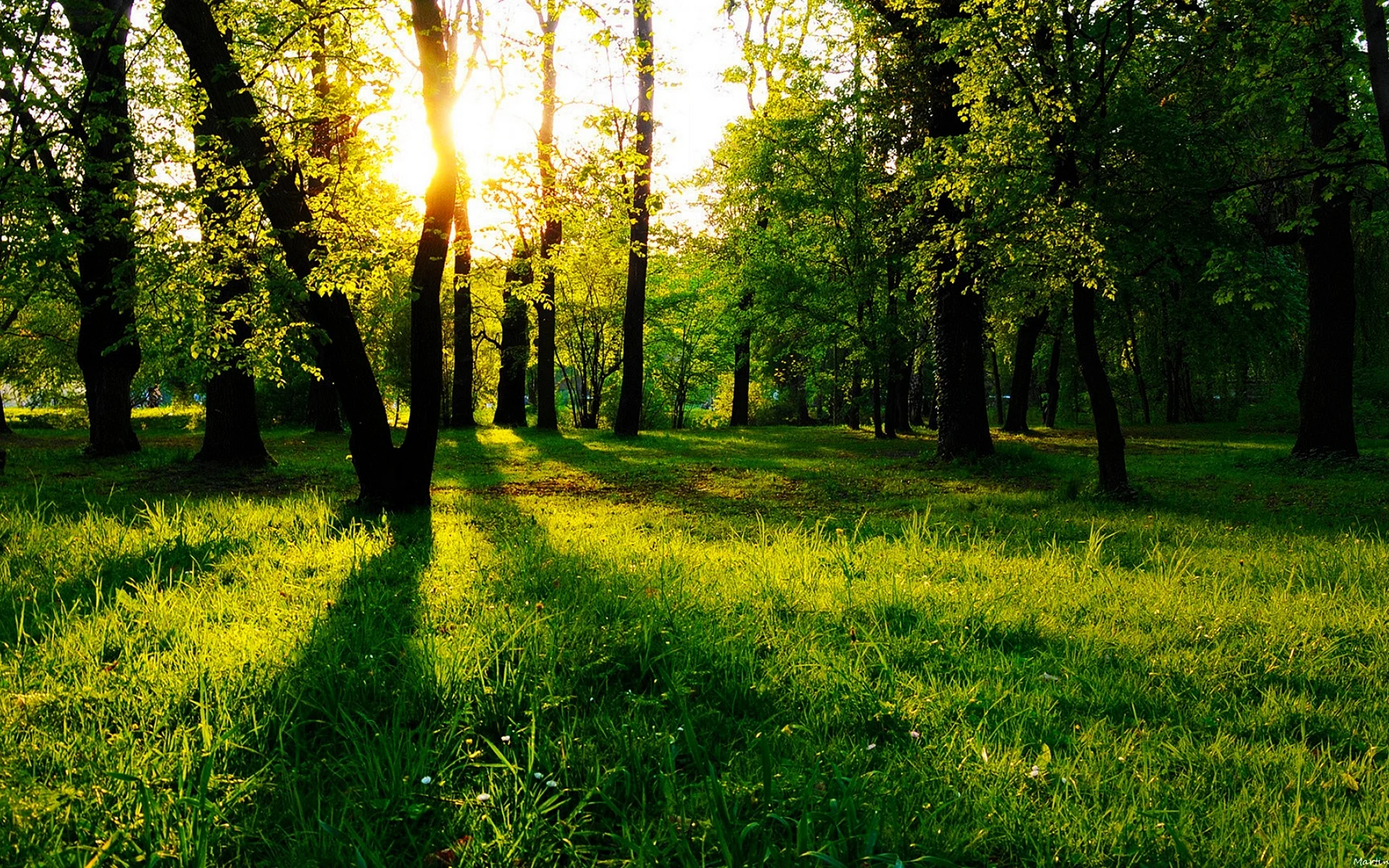 Forest Sunshine Wallpaper