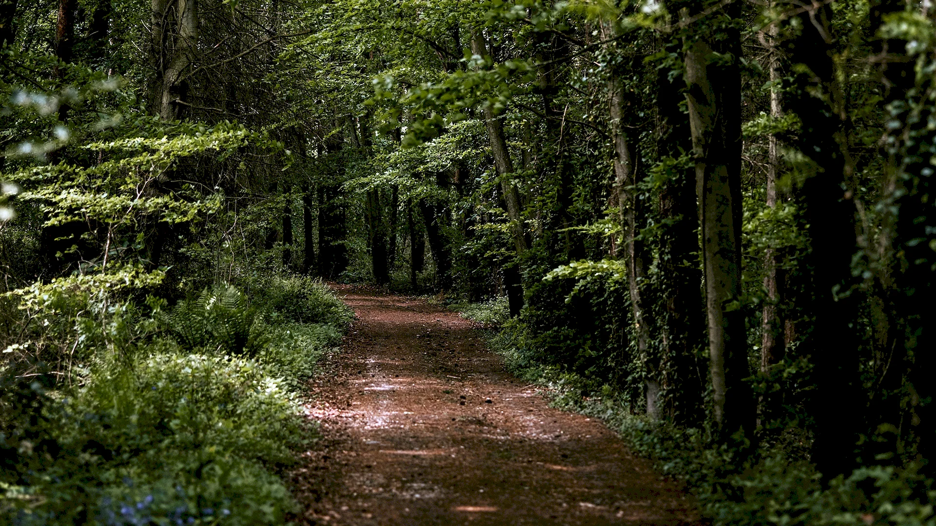 Forest Trail Wallpaper