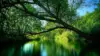 Forest Trees River Wallpaper