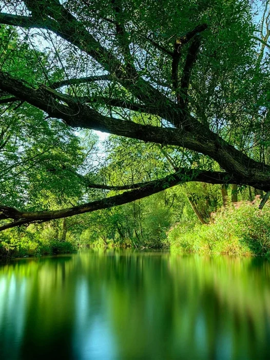 Forest Trees River Wallpaper