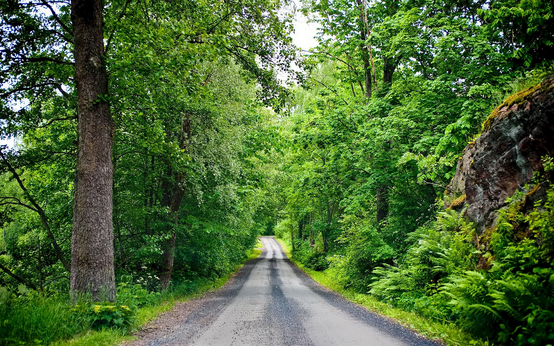 Forest With Road Wallpaper