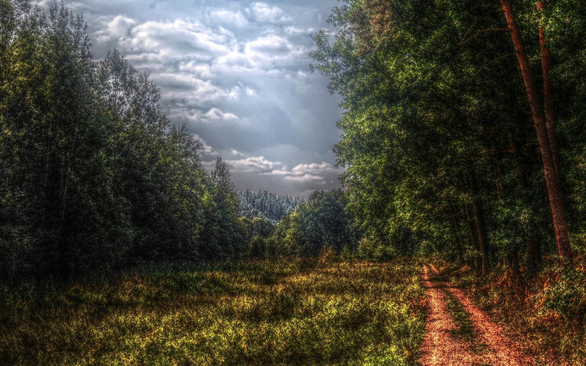 Forest Hdr Wallpaper