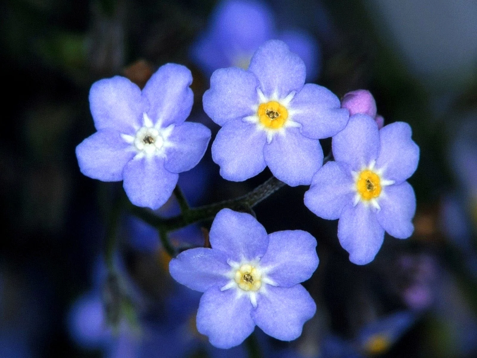 Forget Me Not Wallpaper