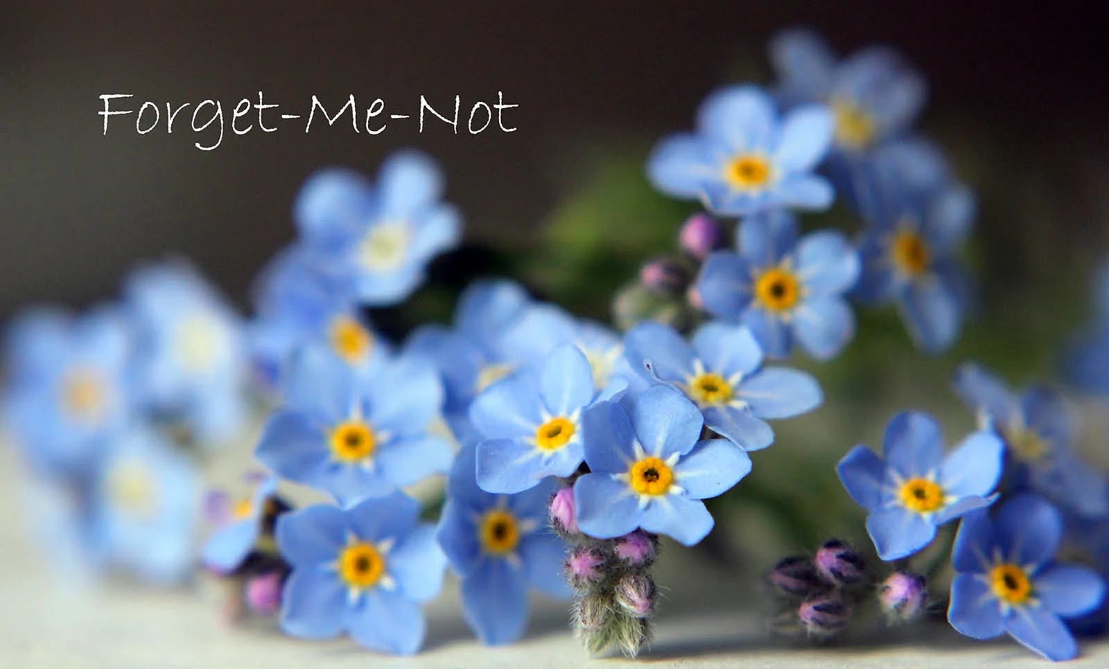 Forget Me Not Day Wallpaper