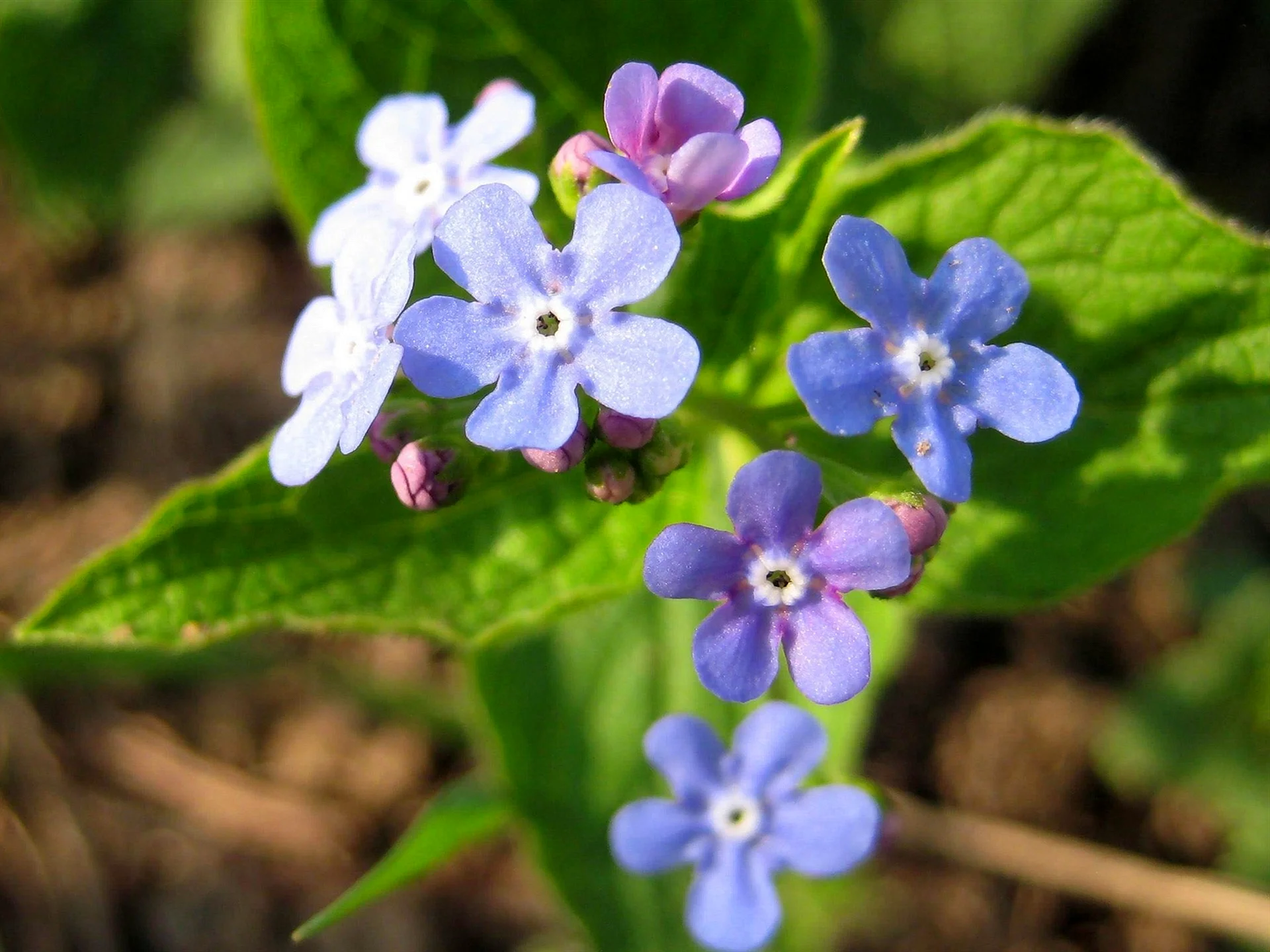 Forget Me Not Pink Flowers Wallpaper