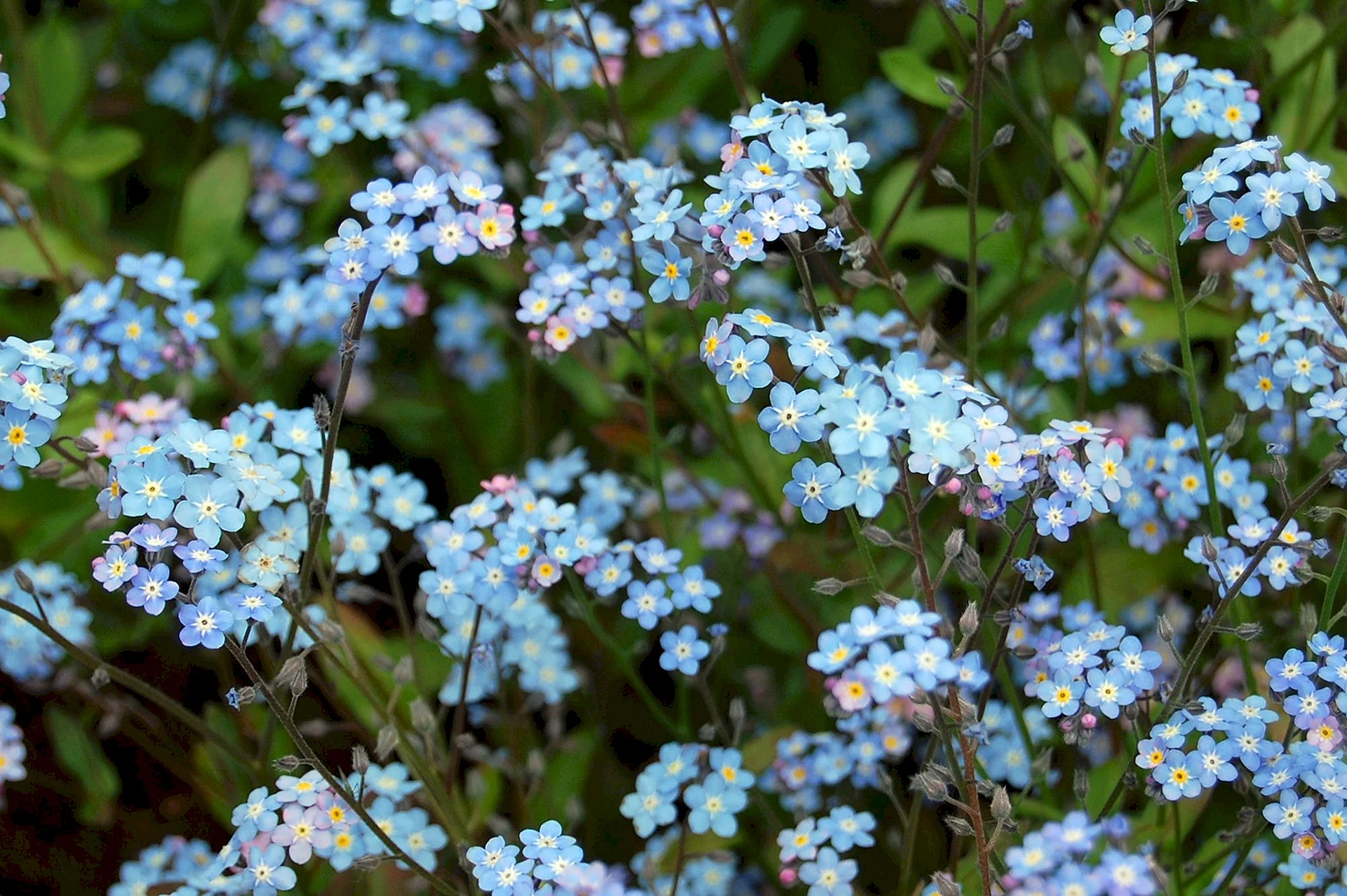 Forget Me Not White Wallpaper