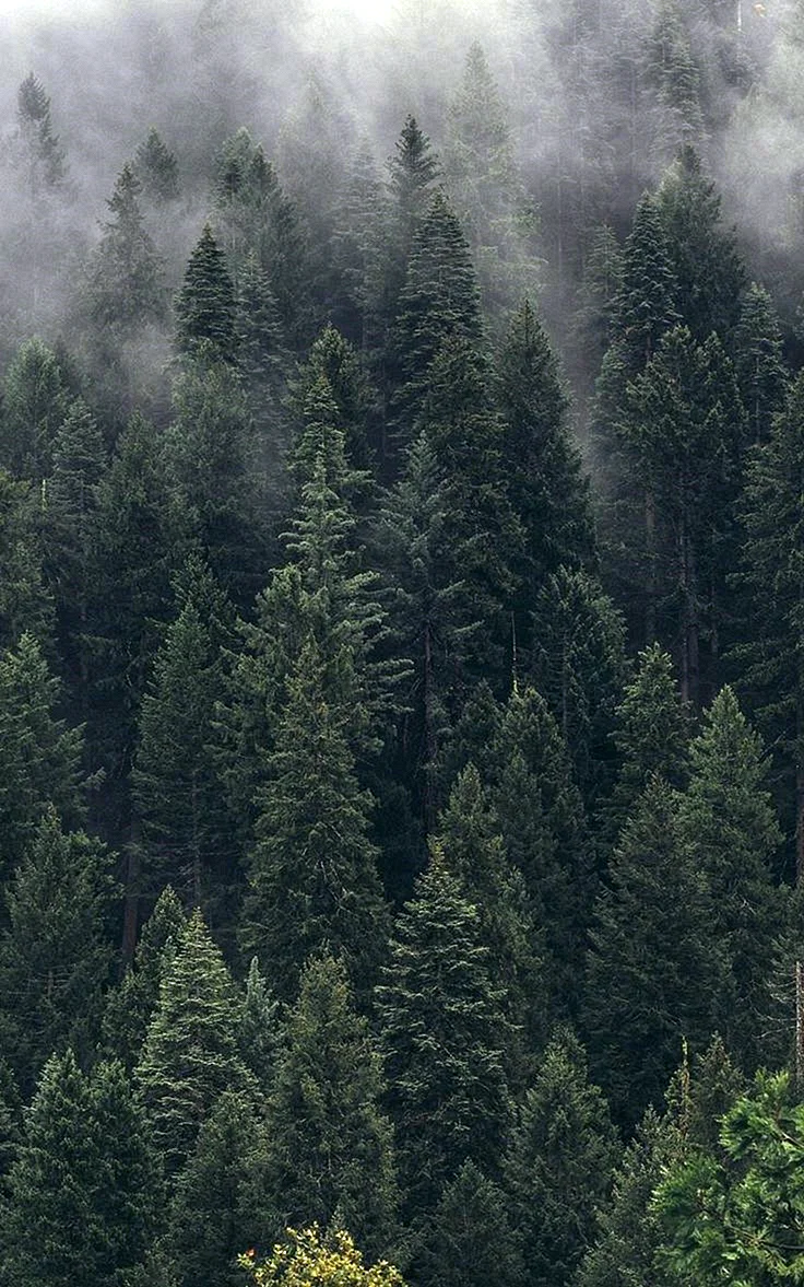 Forrest 4K Wallpaper For iPhone