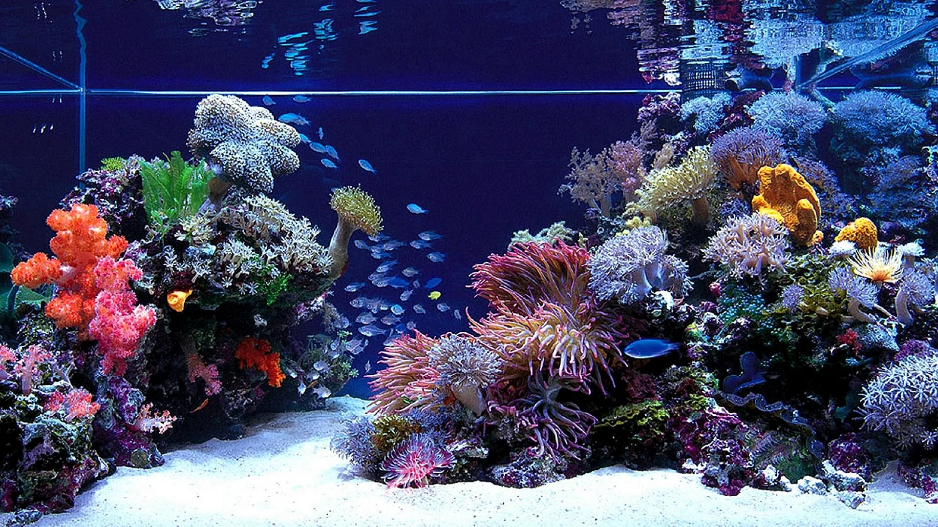 Foto Aquarium Wallpaper
