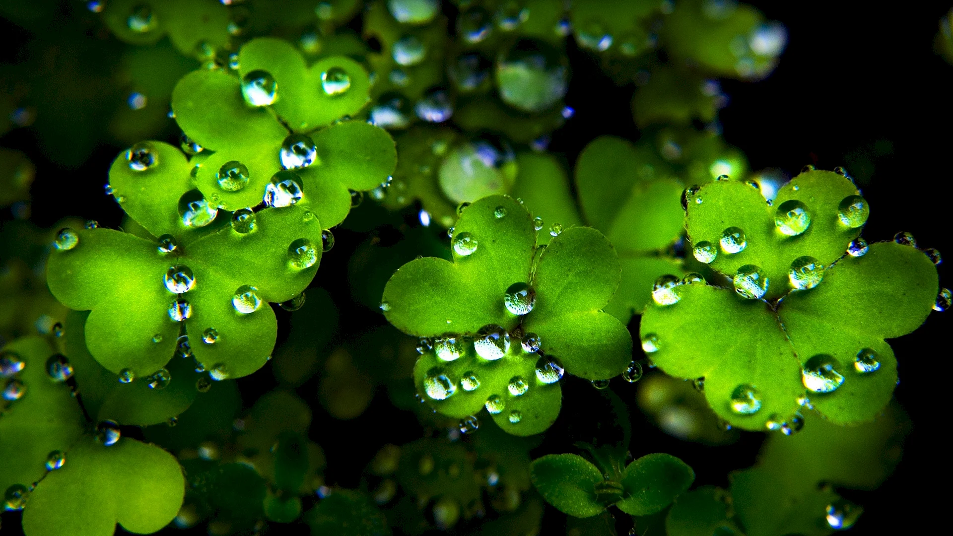 Four Leaf Clover Wallpaper