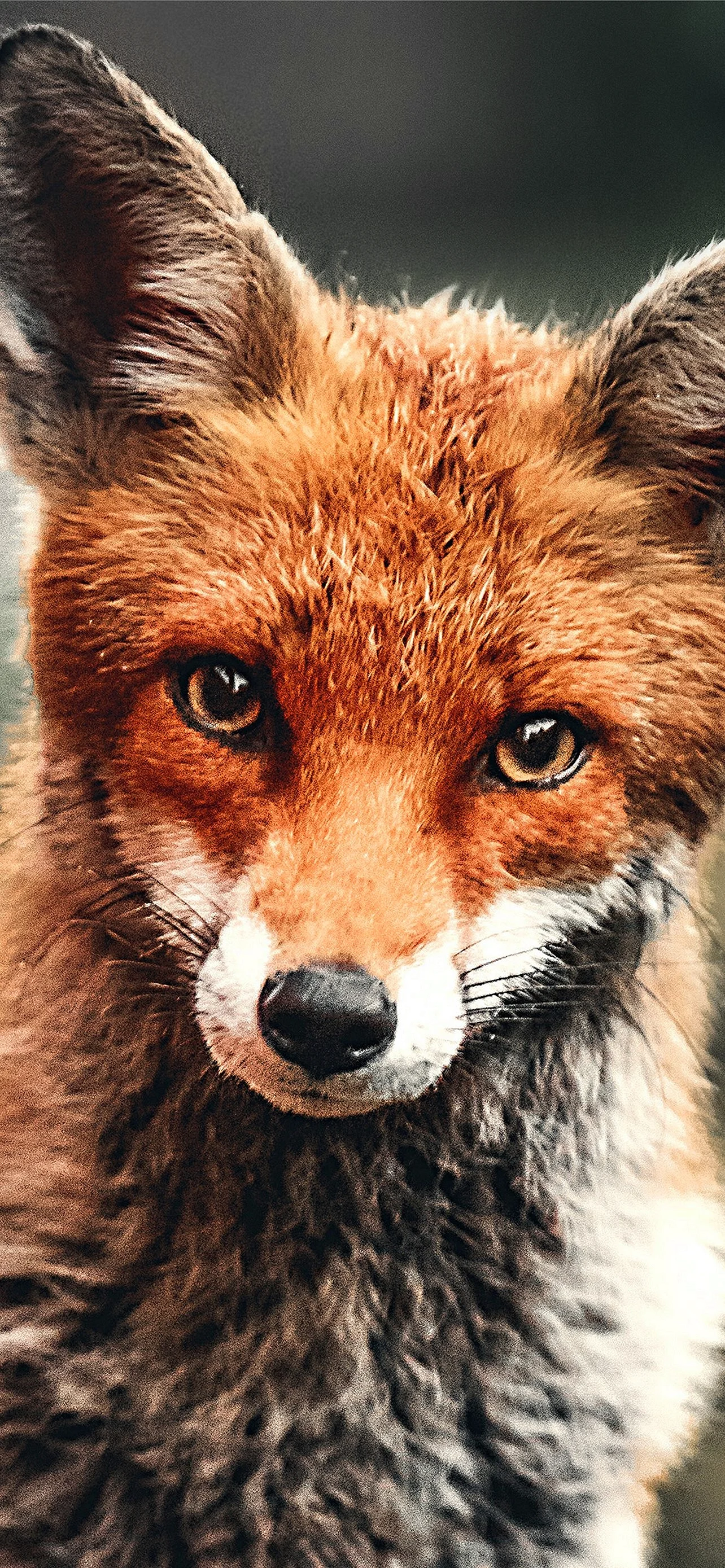 Fox Wallpaper for iPhone 13 Pro Max