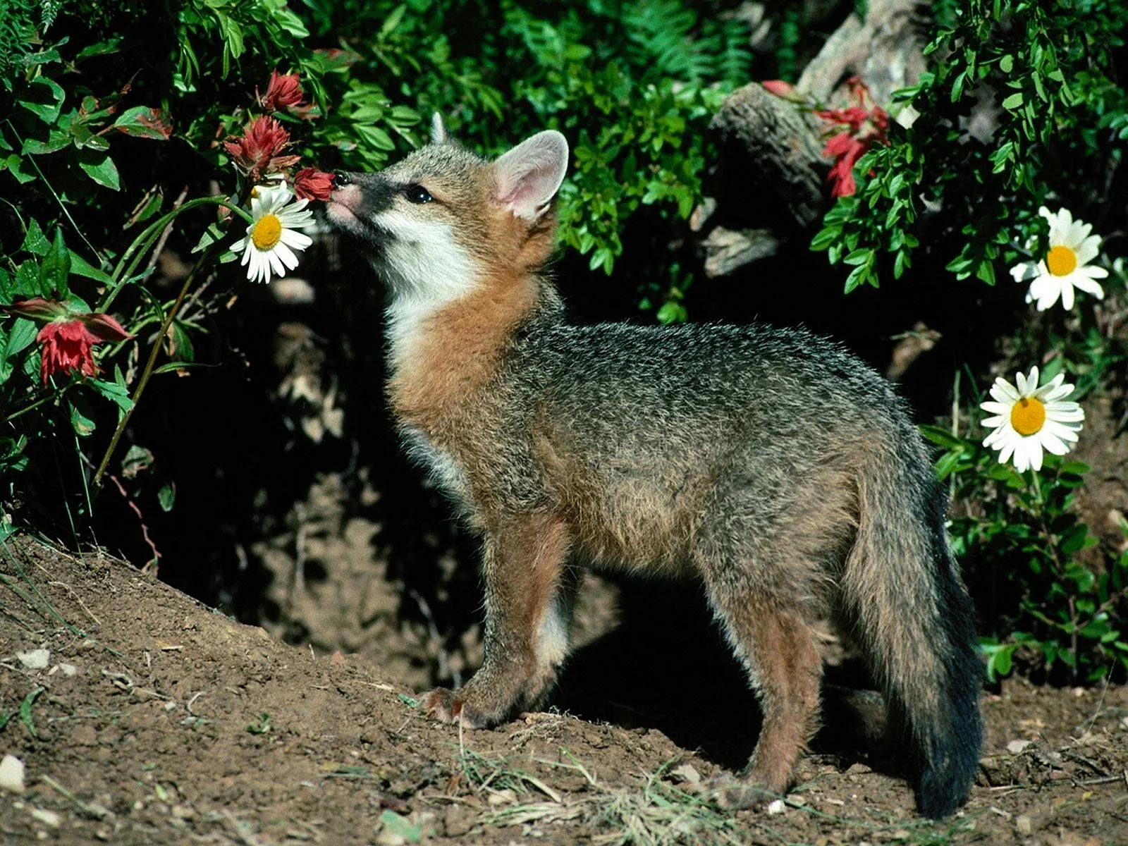 Fox Flowers Wallpaper