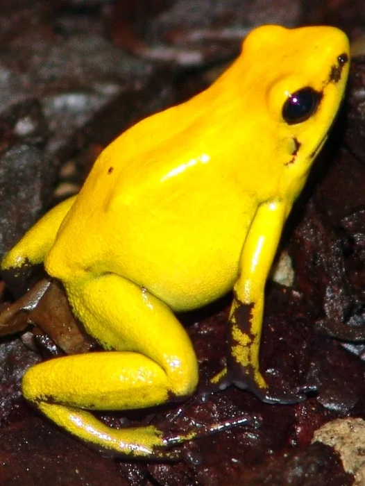 Frog Yellow Wallpaper