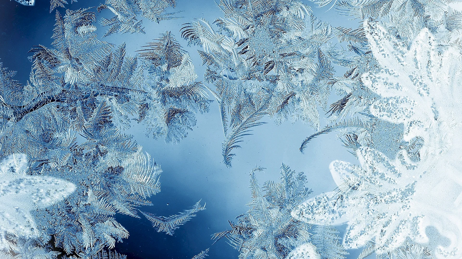 Frost Wallpaper