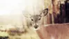 Funny Deer Wallpaper
