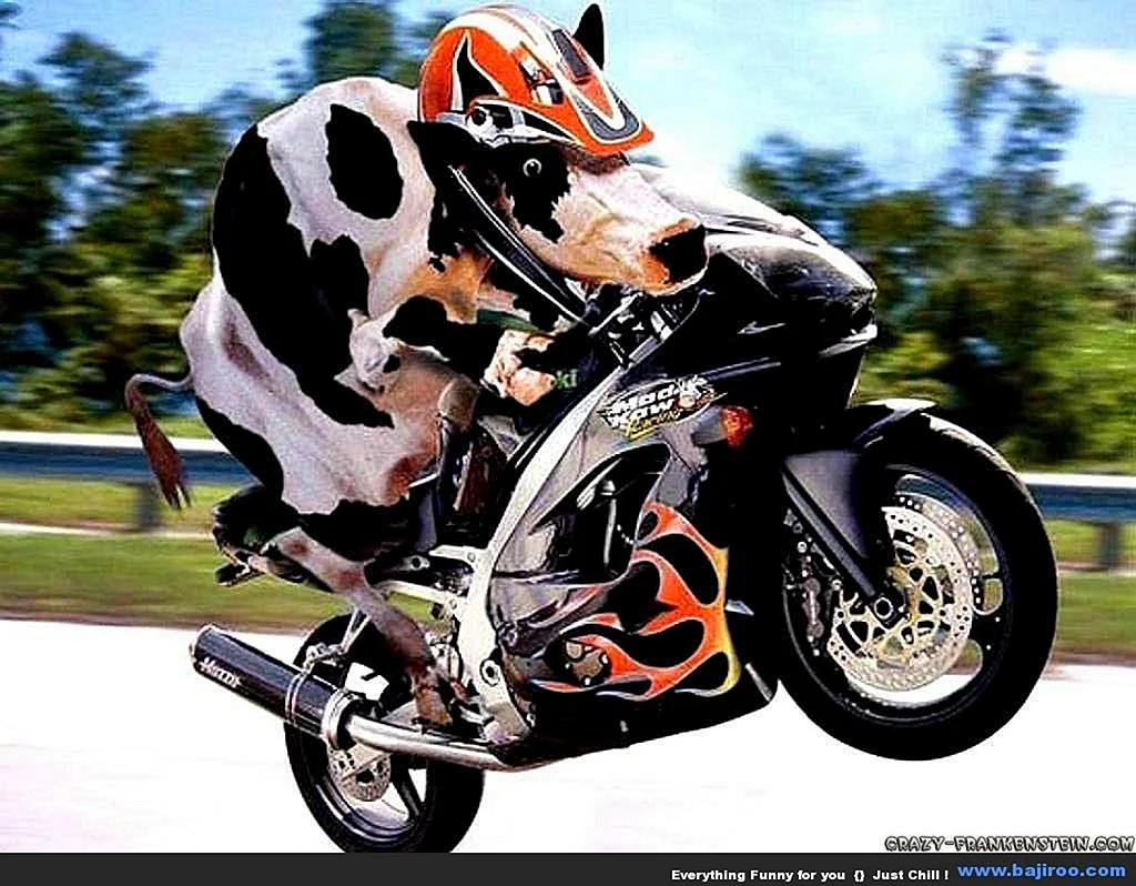 Funny Motorcycle Wallpaper
