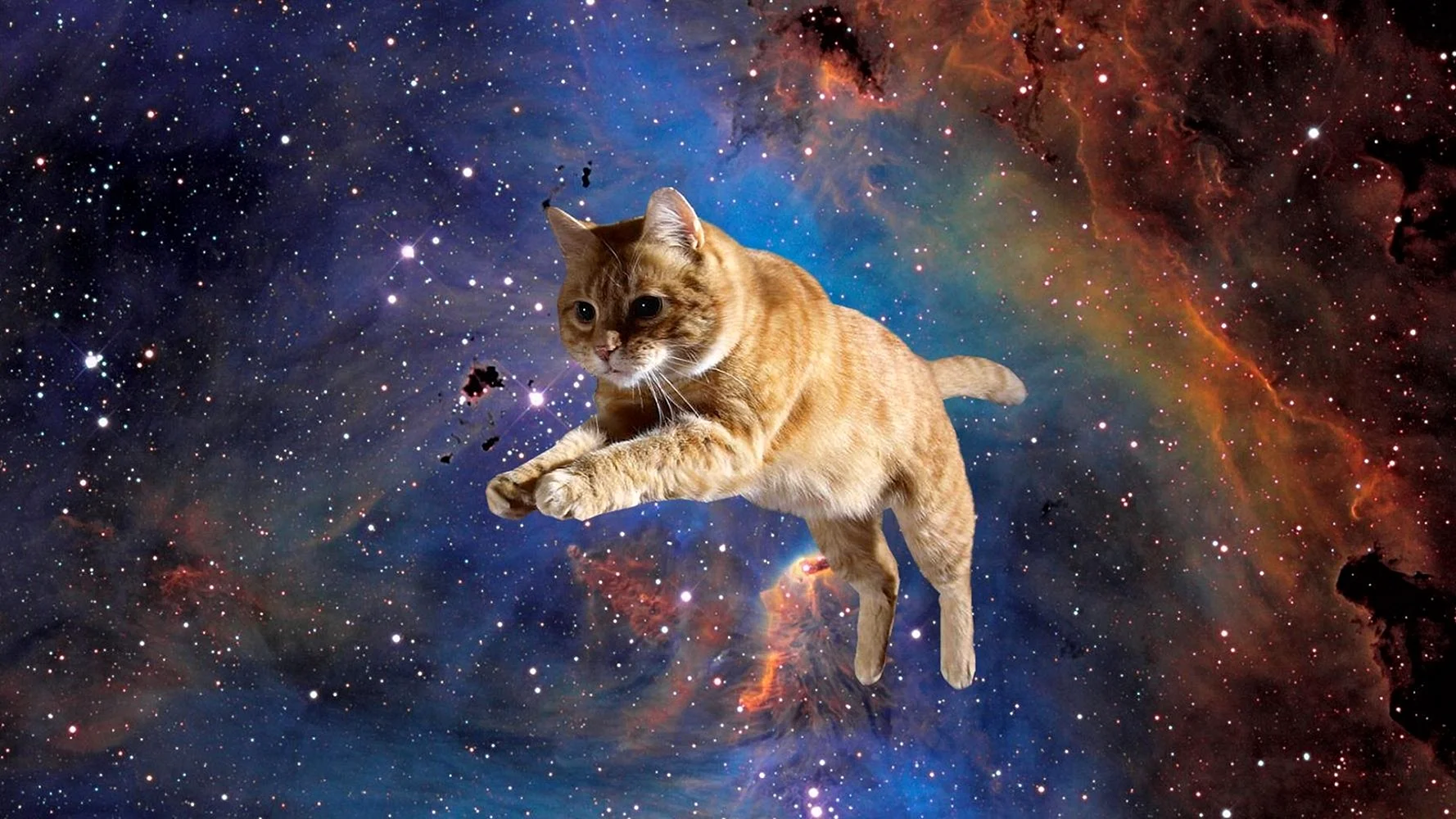 Galaxy Cat Wallpaper