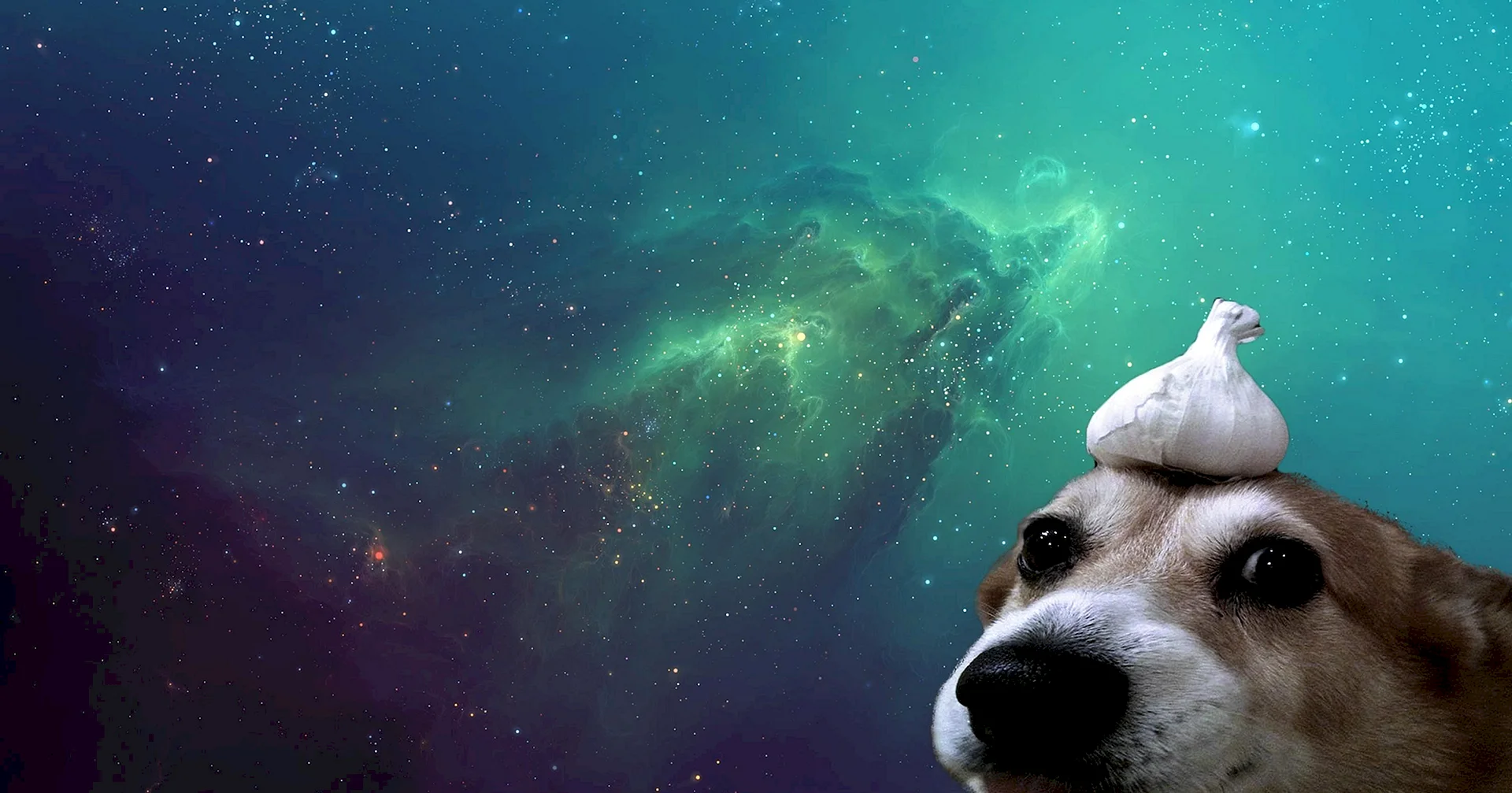 Galaxy Dog Wallpaper