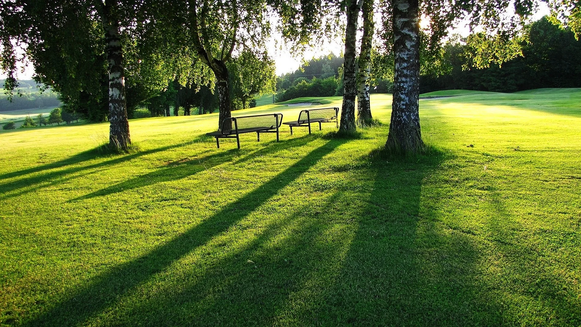 Garden Green Grass Wallpaper