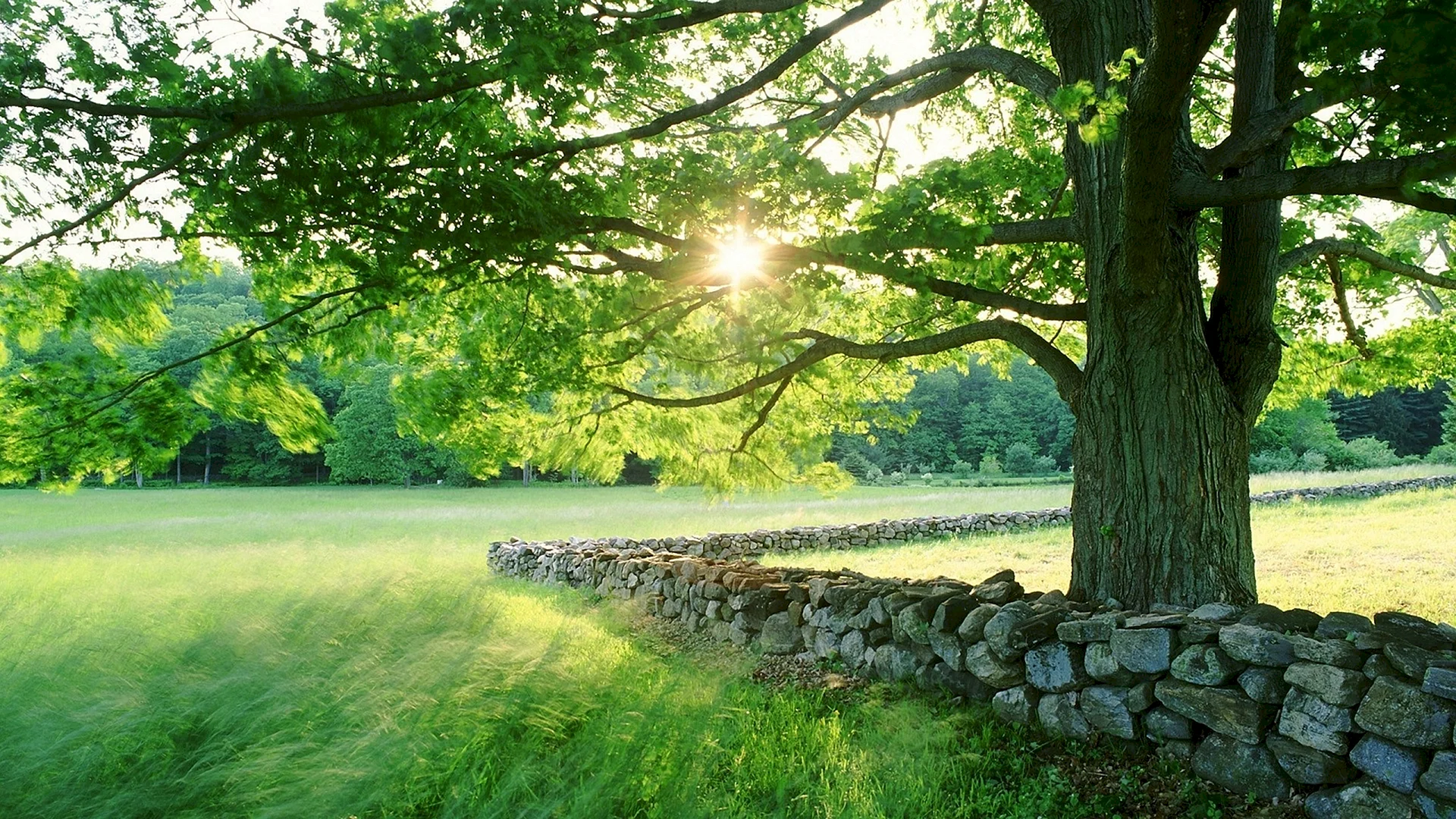 Garden Green grass