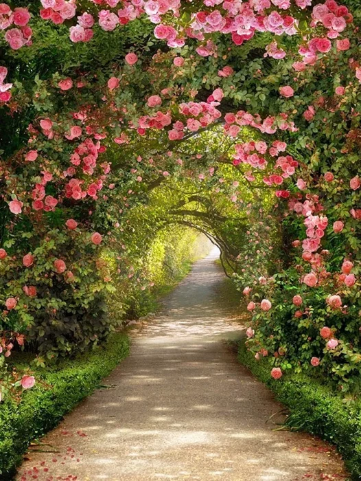 Garden Roses Wallpaper