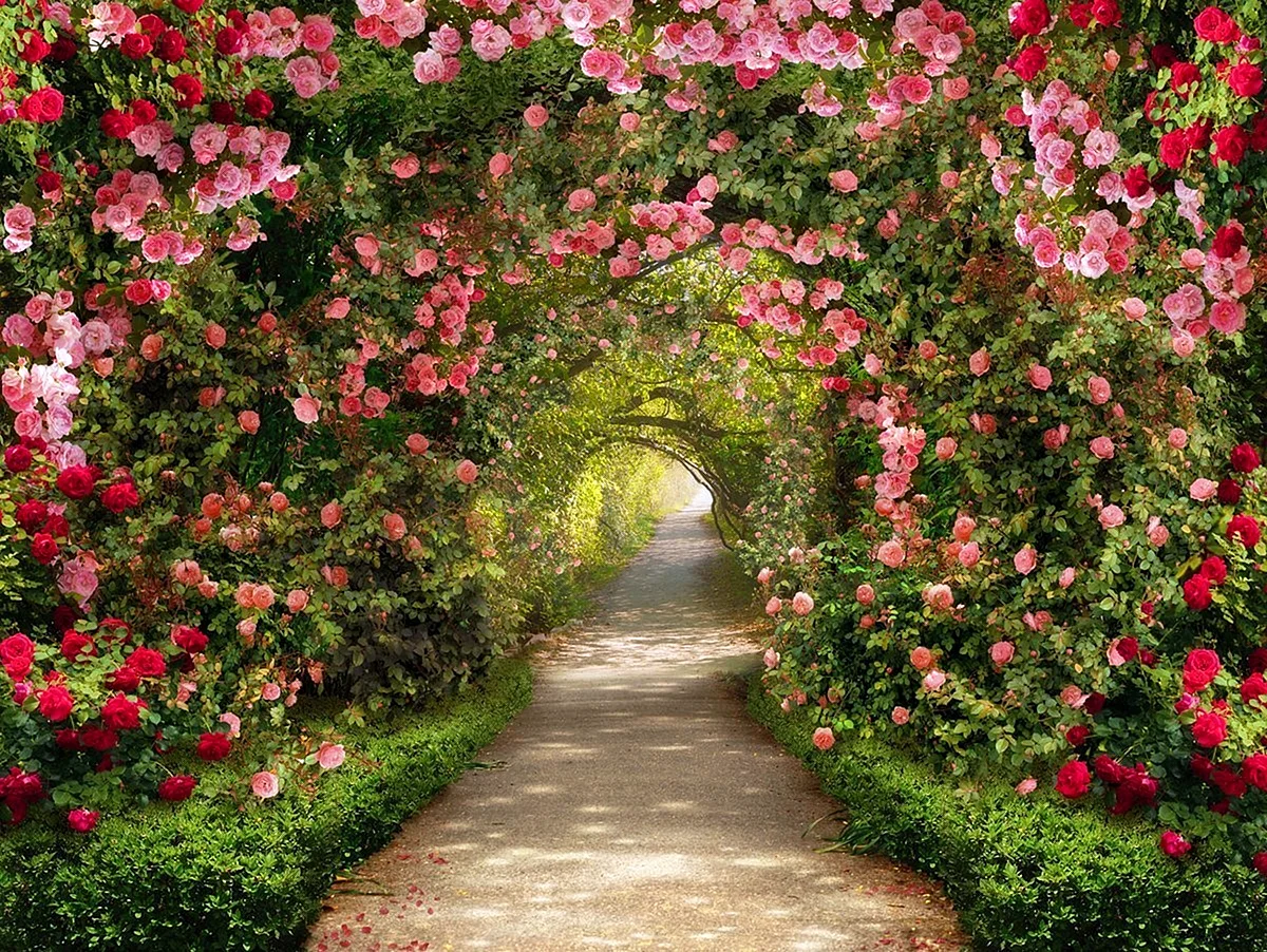 Garden Roses Wallpaper