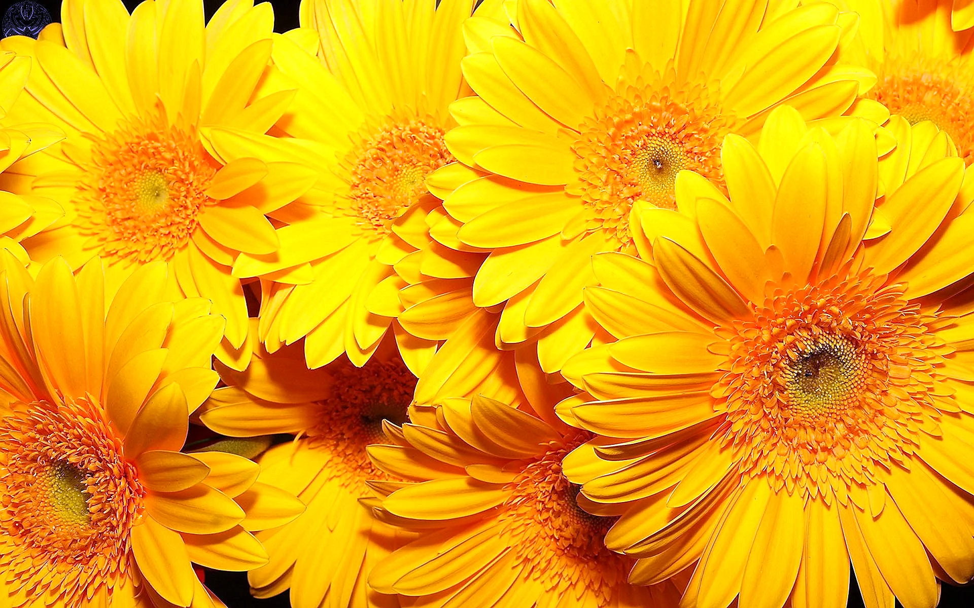 Gerbera Wallpaper