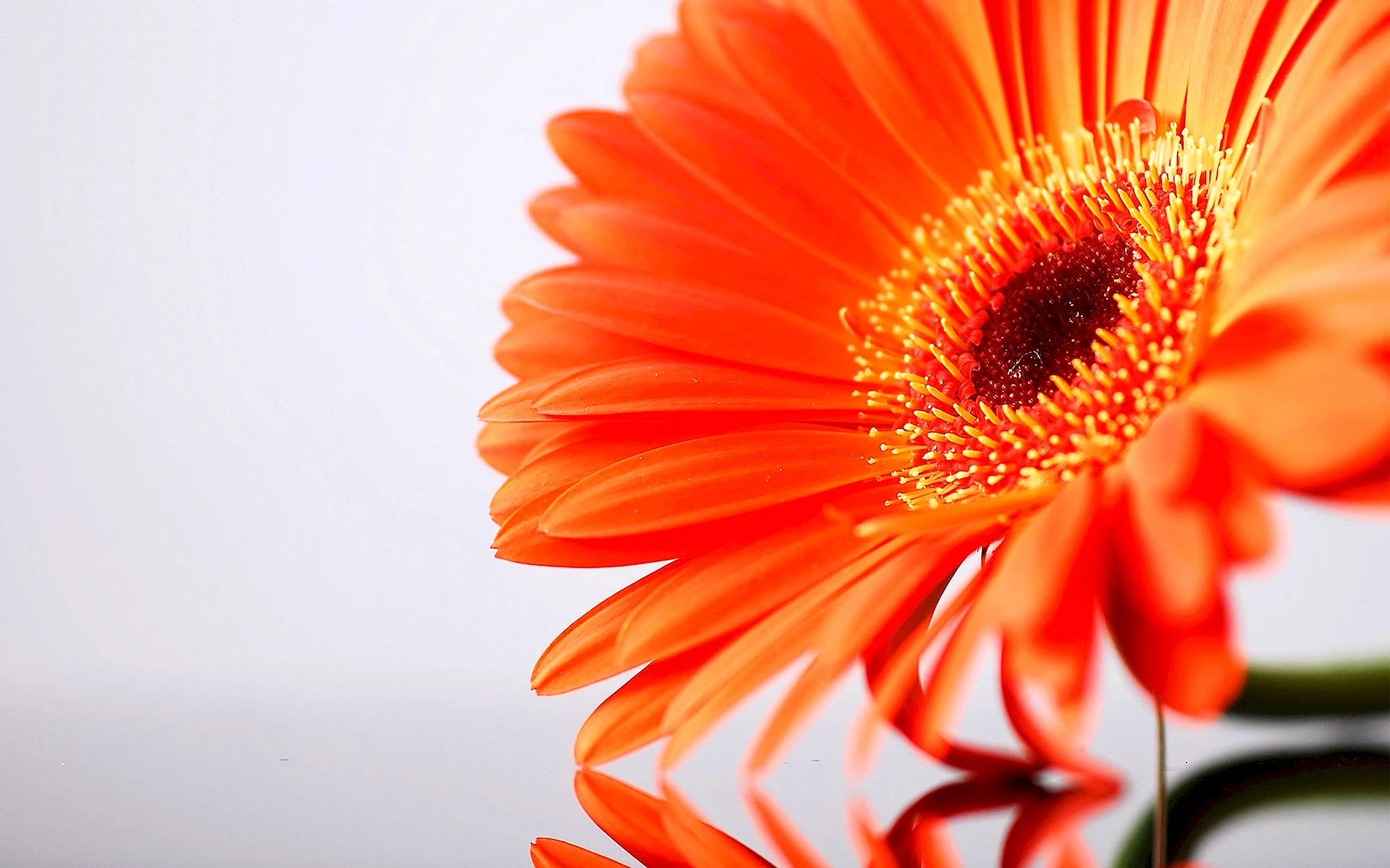 Gerbera Daisy Wallpaper