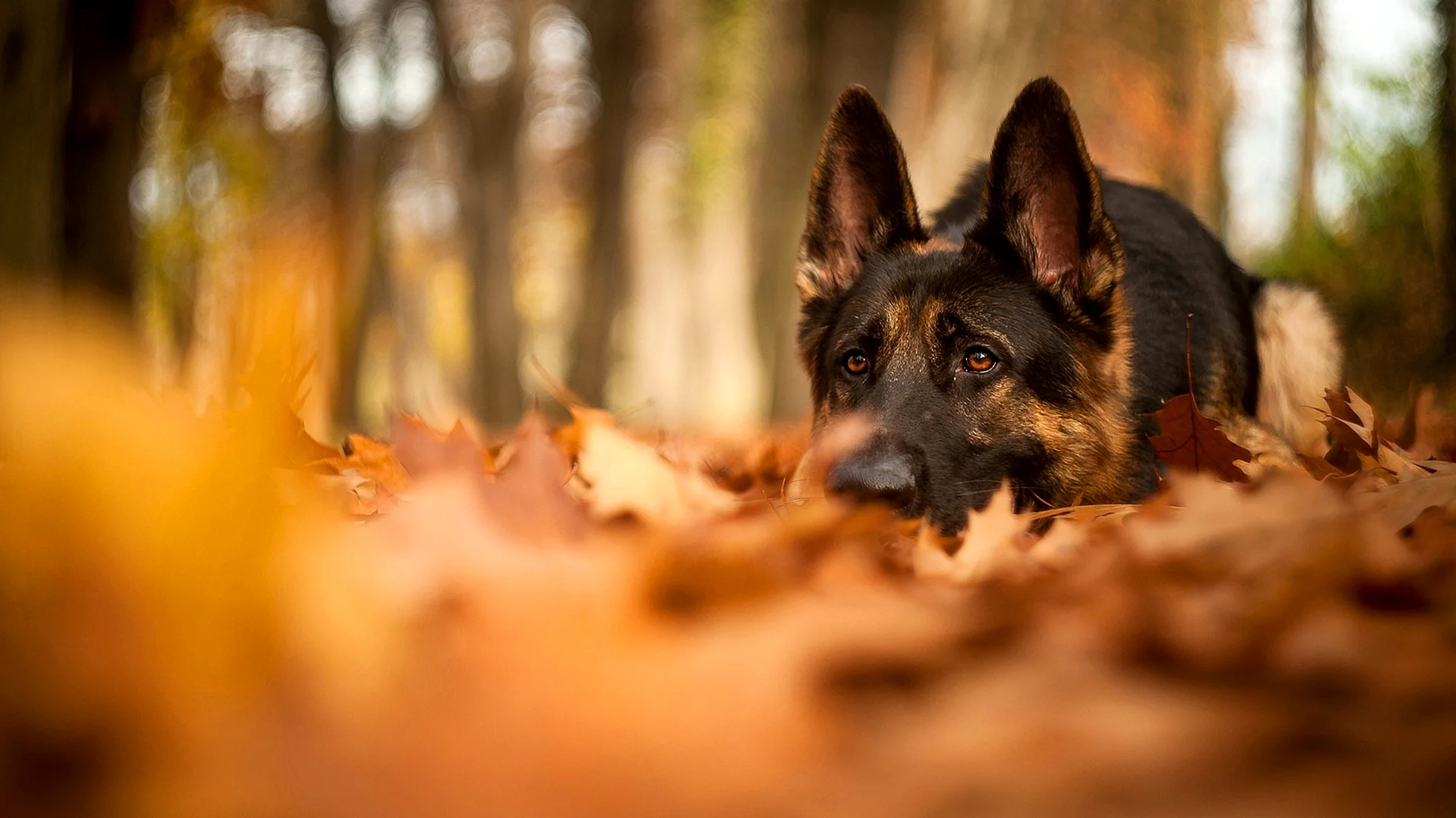 German Shepherd Wallpaper