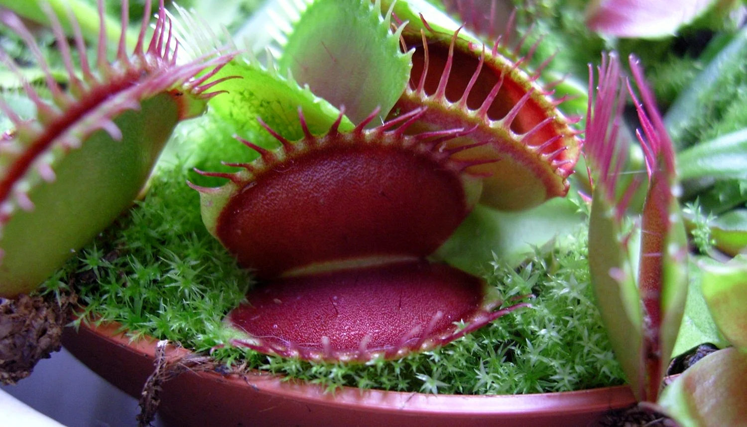 Giant Flytrap Wallpaper