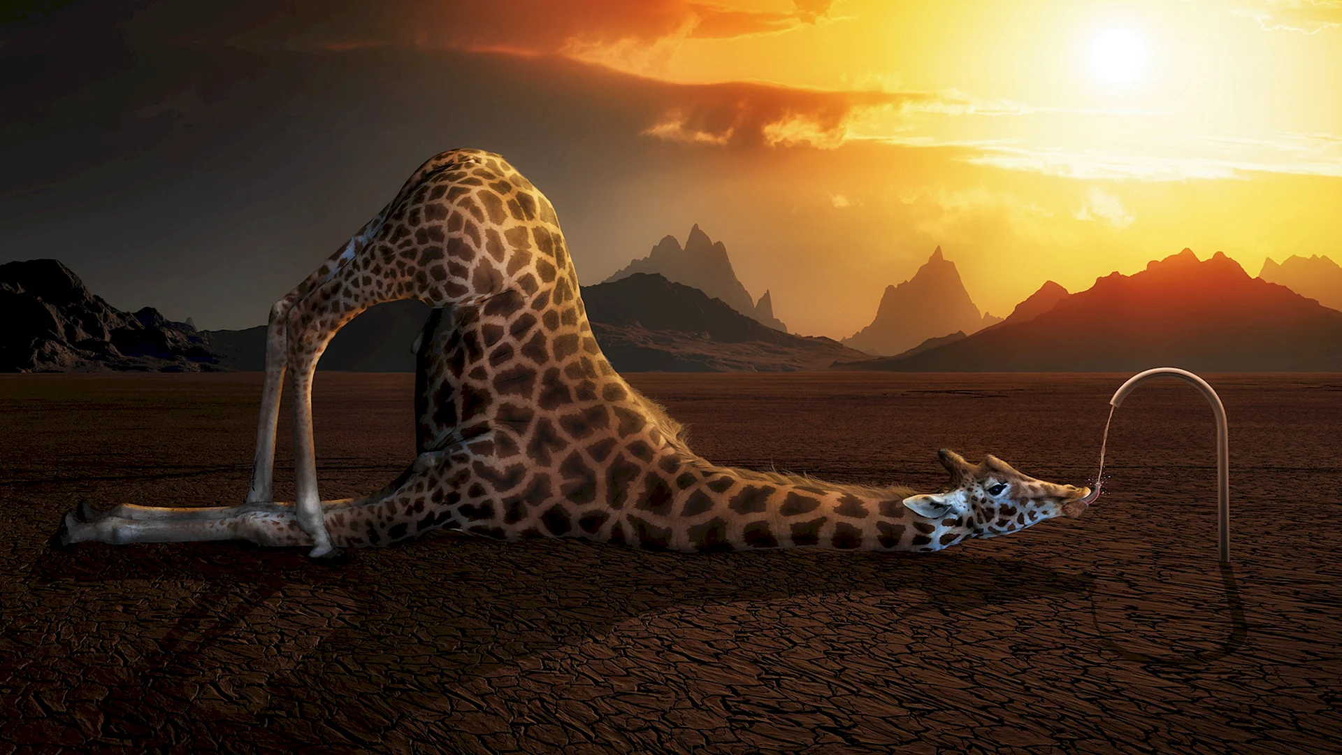 Giraffa camelopardalis Wallpaper