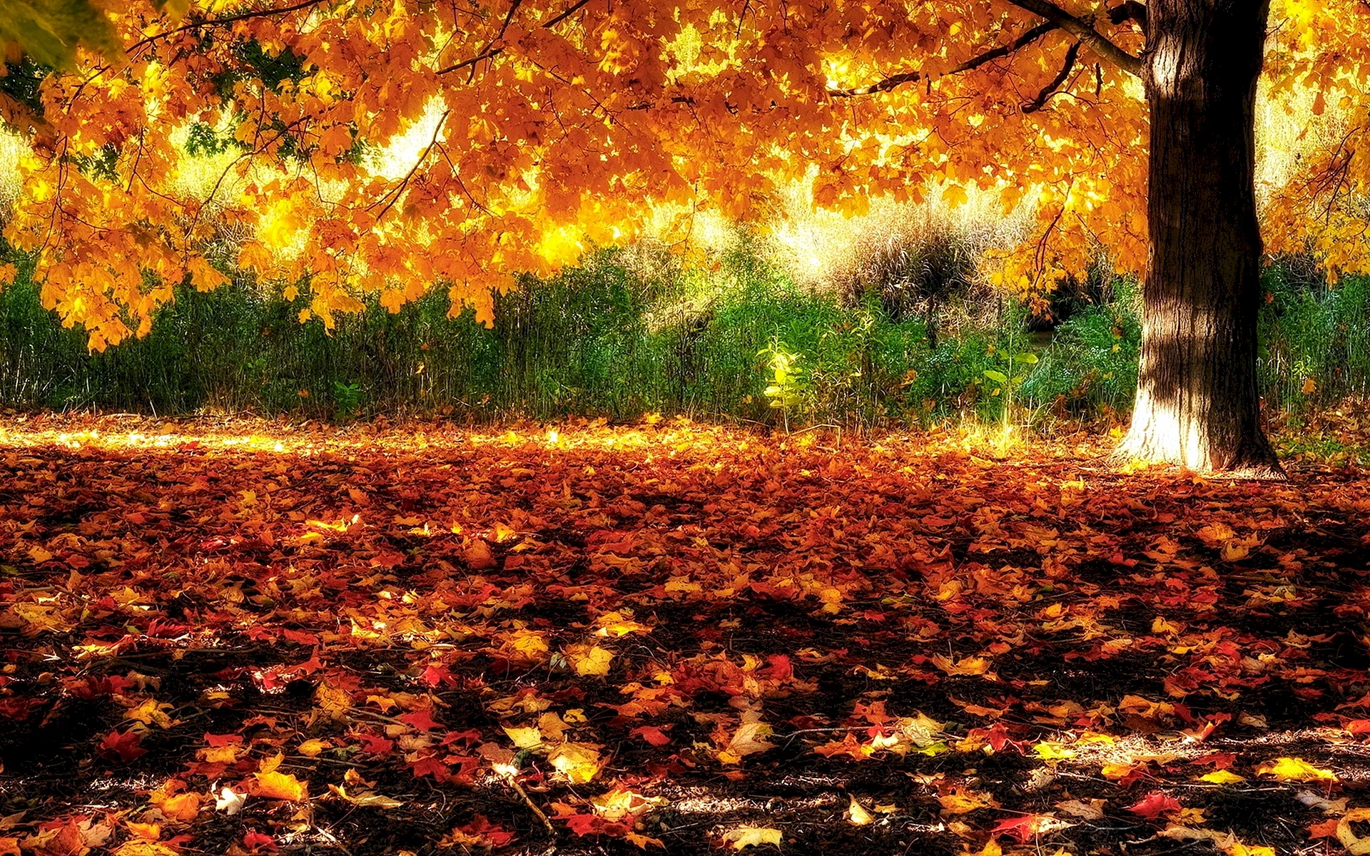 Golden Autumn Wallpaper