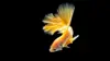 Golden Betta Fish Wallpaper