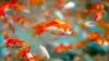 Golden Fish Wallpaper