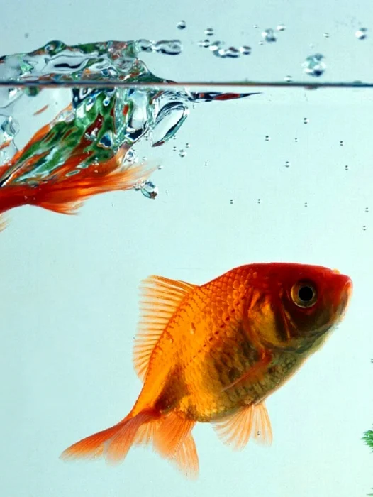 Golden Fish Aquarium Wallpaper