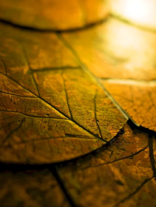 Golden Leaves Wallpaper