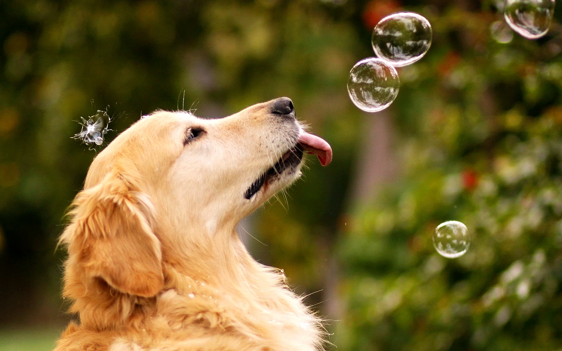 Golden Retriever Wallpaper