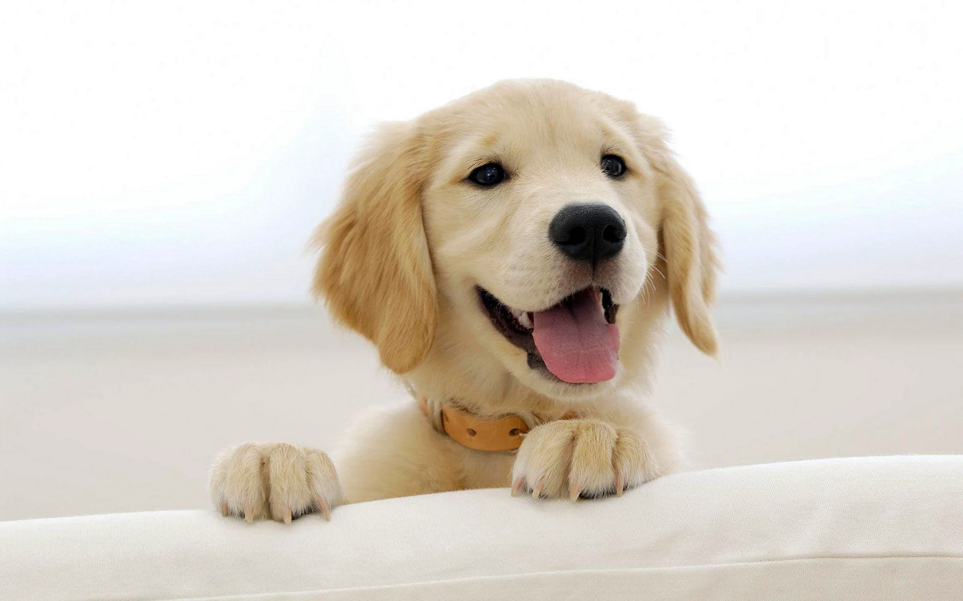 Golden Retriever Wallpaper