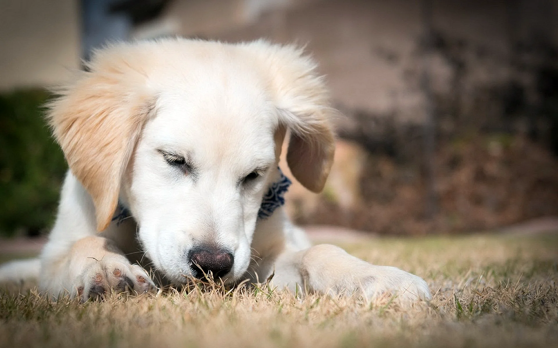 Golden Retriever Wallpaper