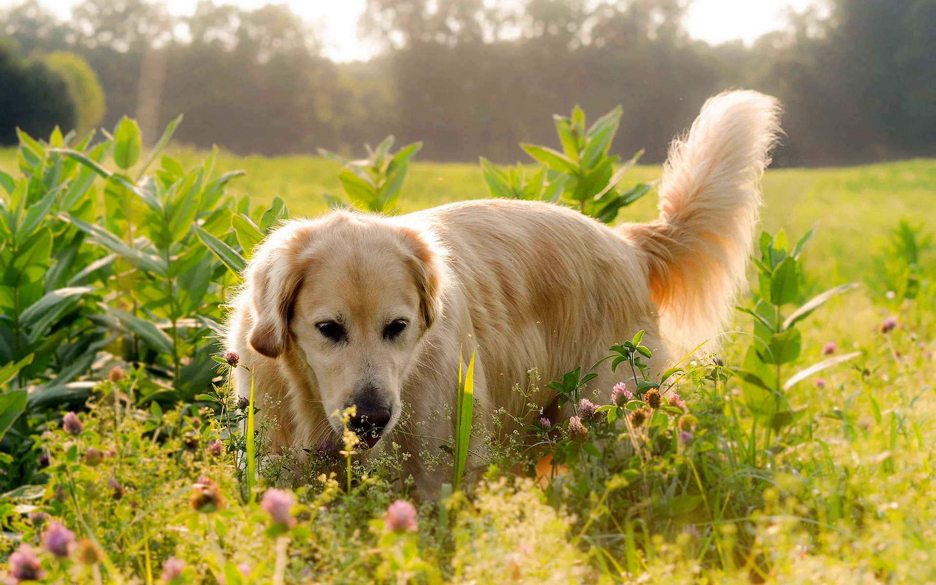 Golden Retriever Wallpaper