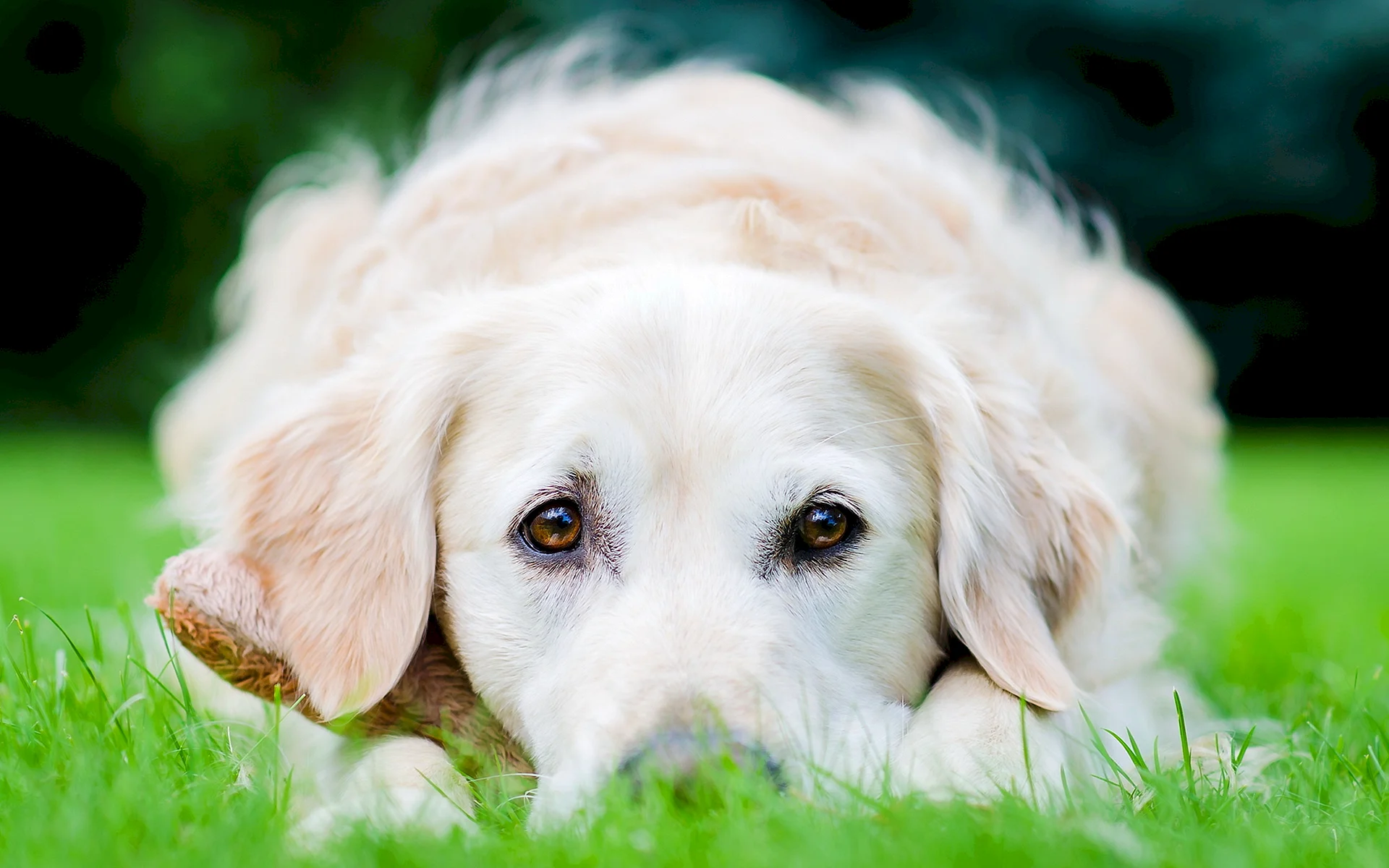 Golden Retriever Wallpaper