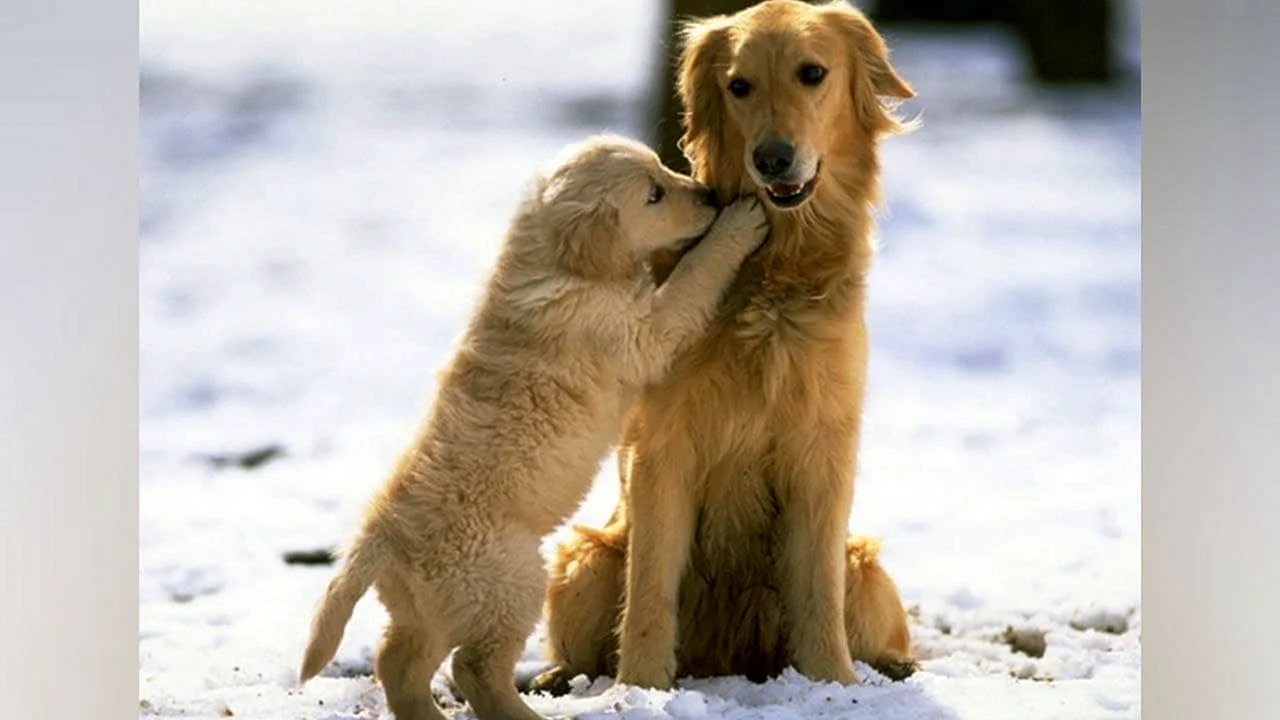 Golden Retriever Puppies Wallpaper