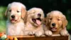 Golden Retriever Puppies Wallpaper