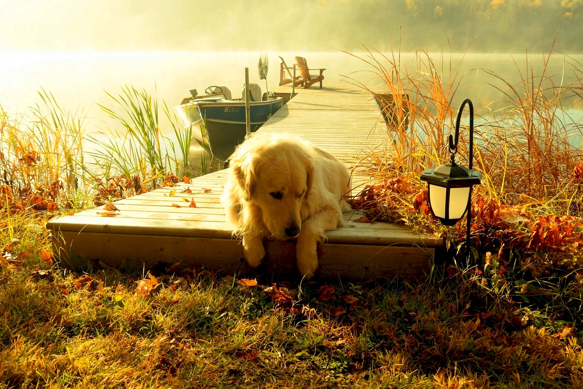 Golden Retriever Sunset Wallpaper