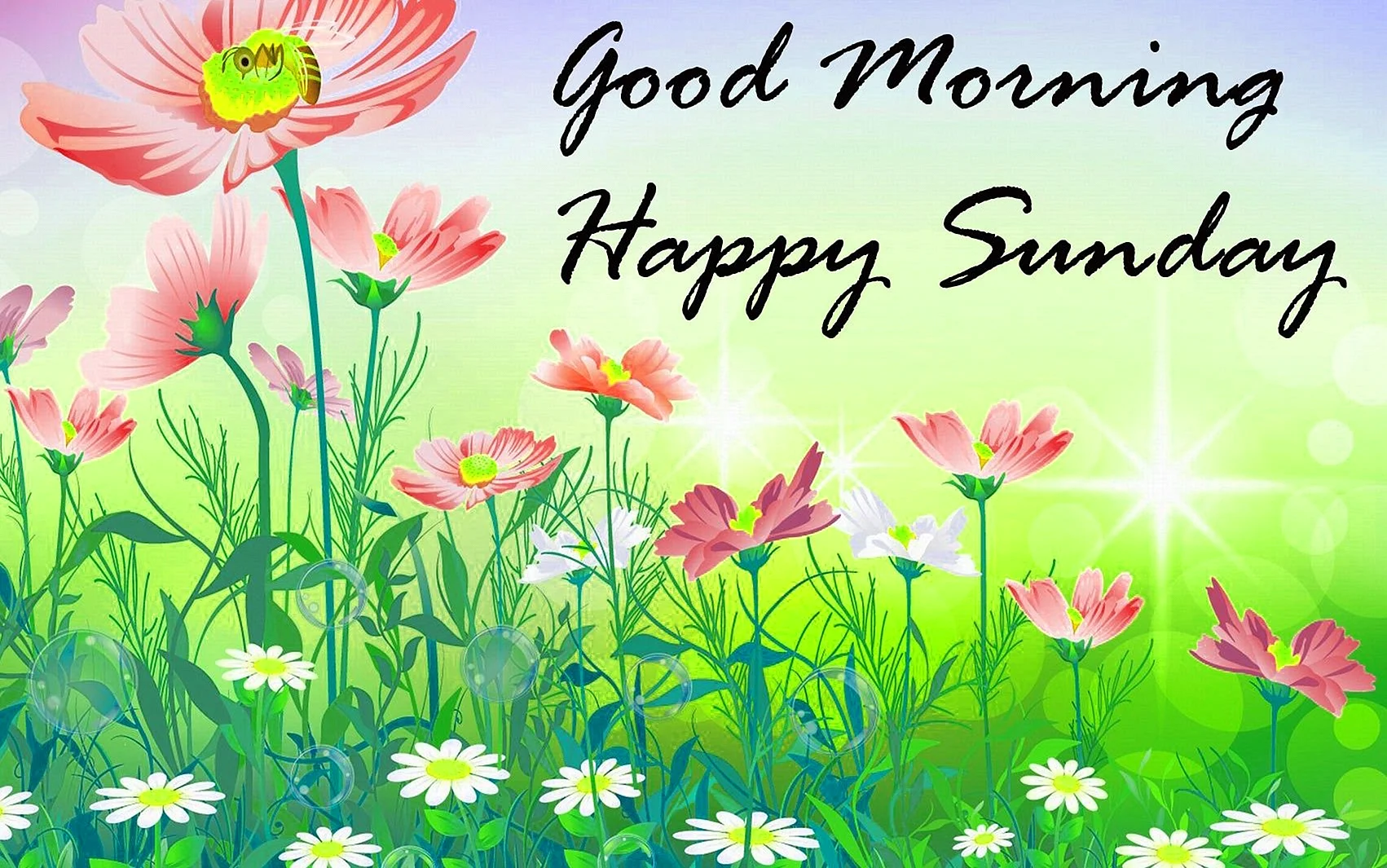 Good Morning Happy Sunday Wallpaper