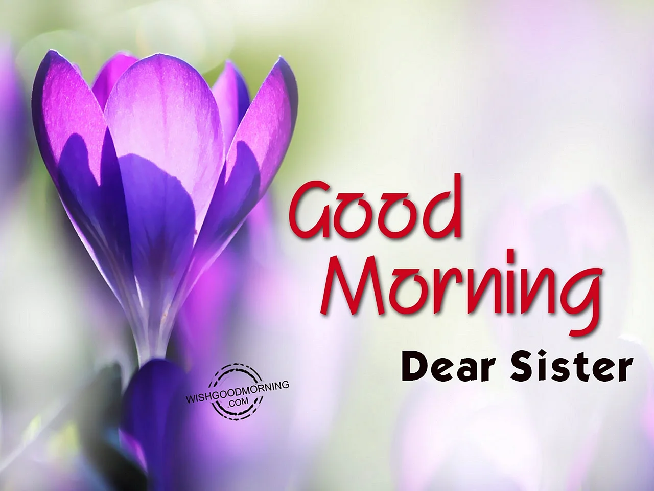 Good Morning My Sister Wallpaper