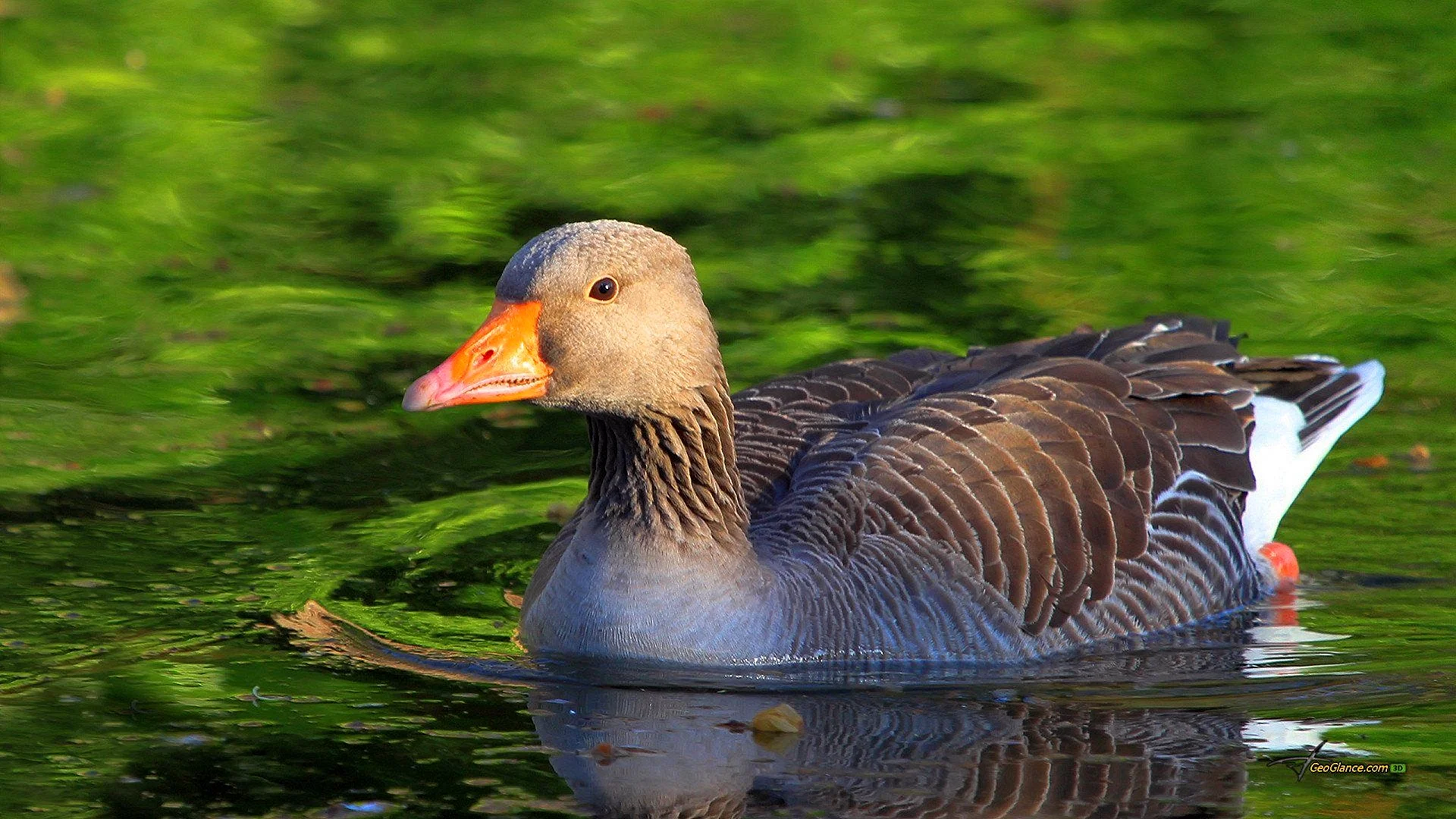 Goose Wallpaper