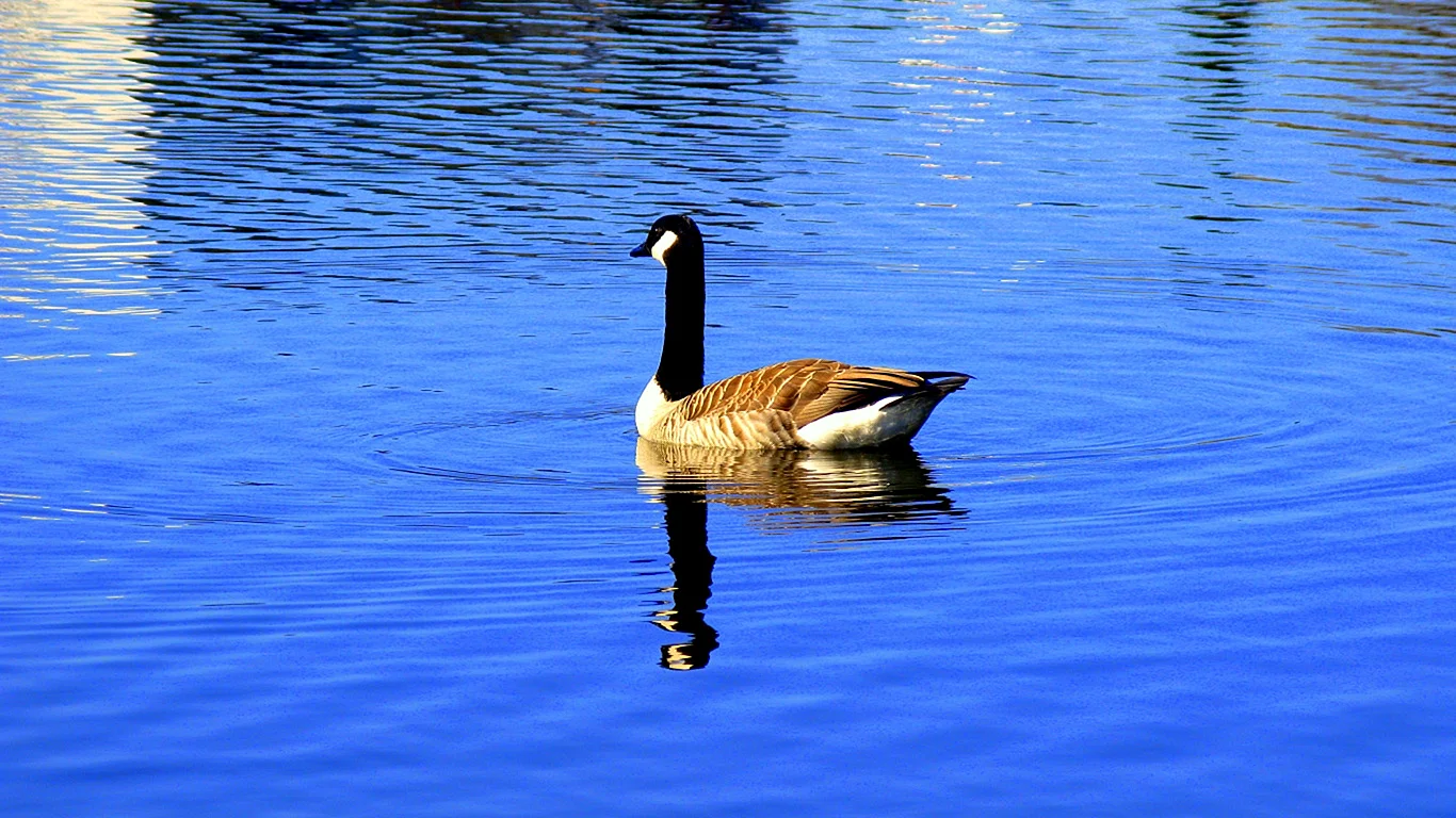 Goose desktop download Wallpaper