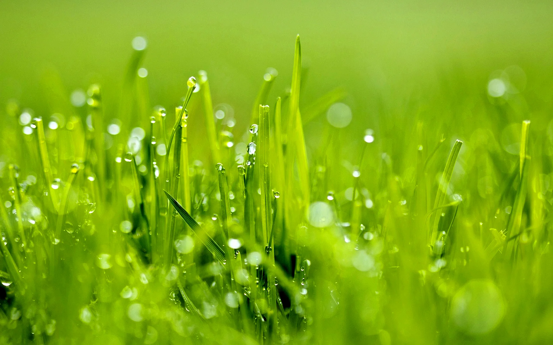 Grass Wallpaper